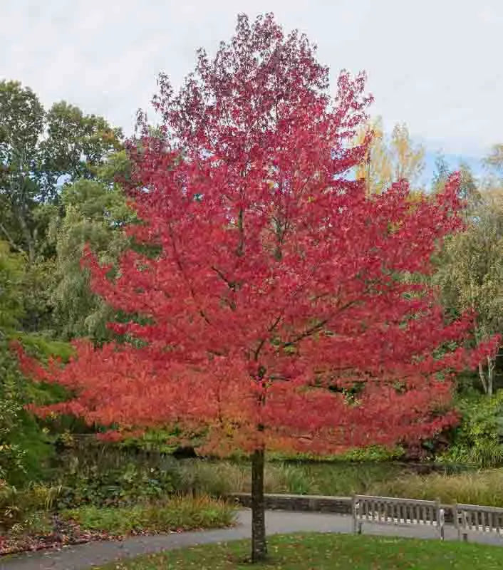 Liquidambar Styraciflua - View 17 from www redcrocus com