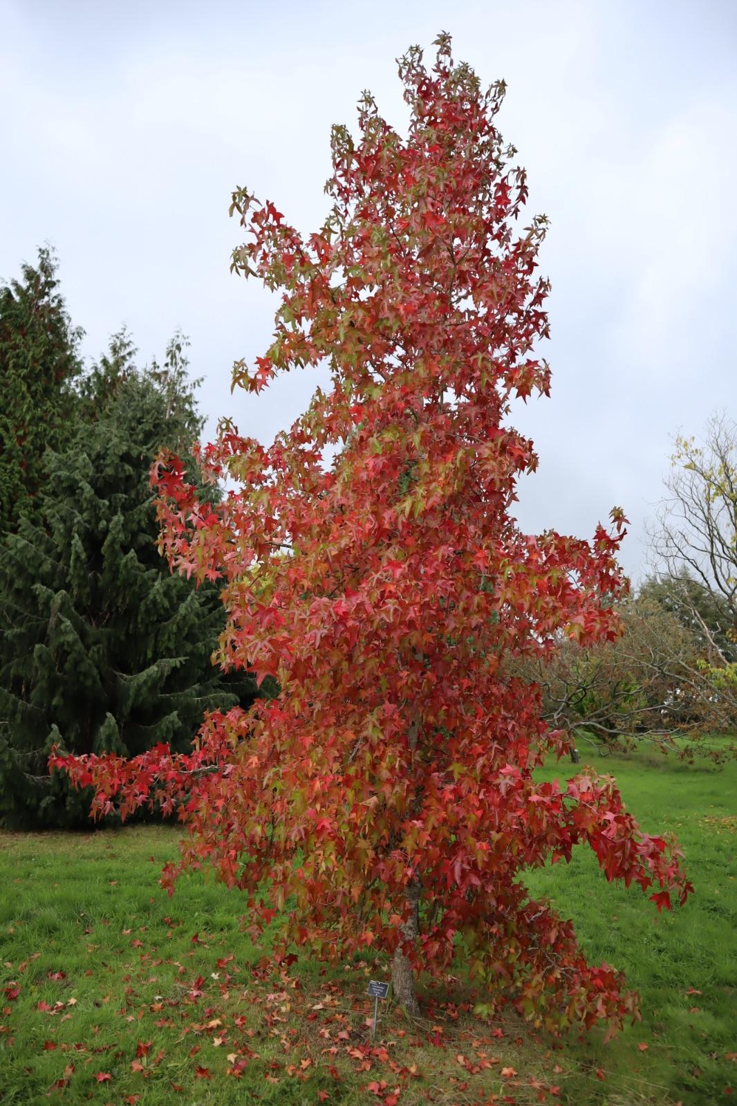 Liquidambar Styraciflua - View 18 from www redcrocus com