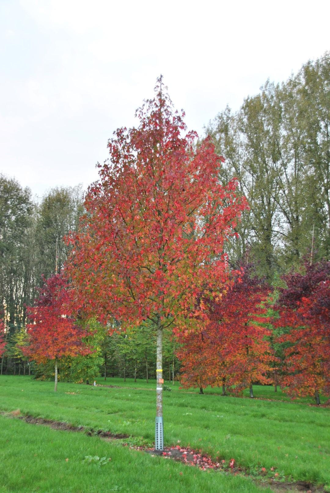 Liquidambar Styraciflua - View 19 from www redcrocus com
