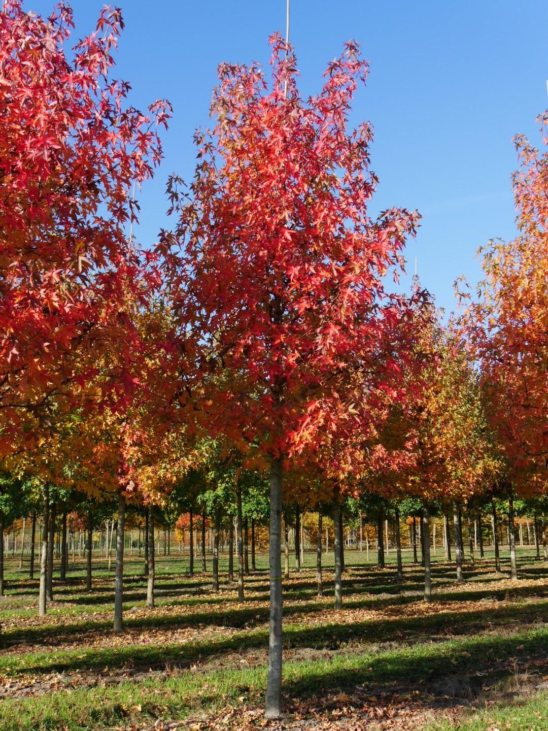 Liquidambar Styraciflua - View 20 from www redcrocus com