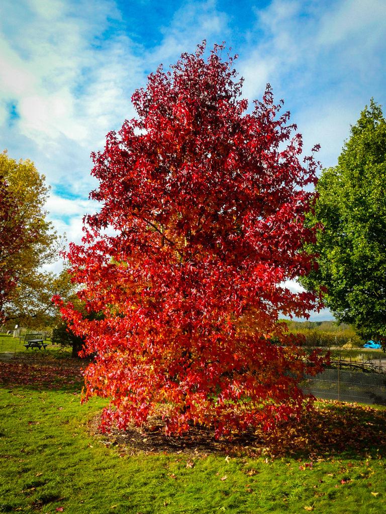 Liquidambar Styraciflua - View 3 from www redcrocus com