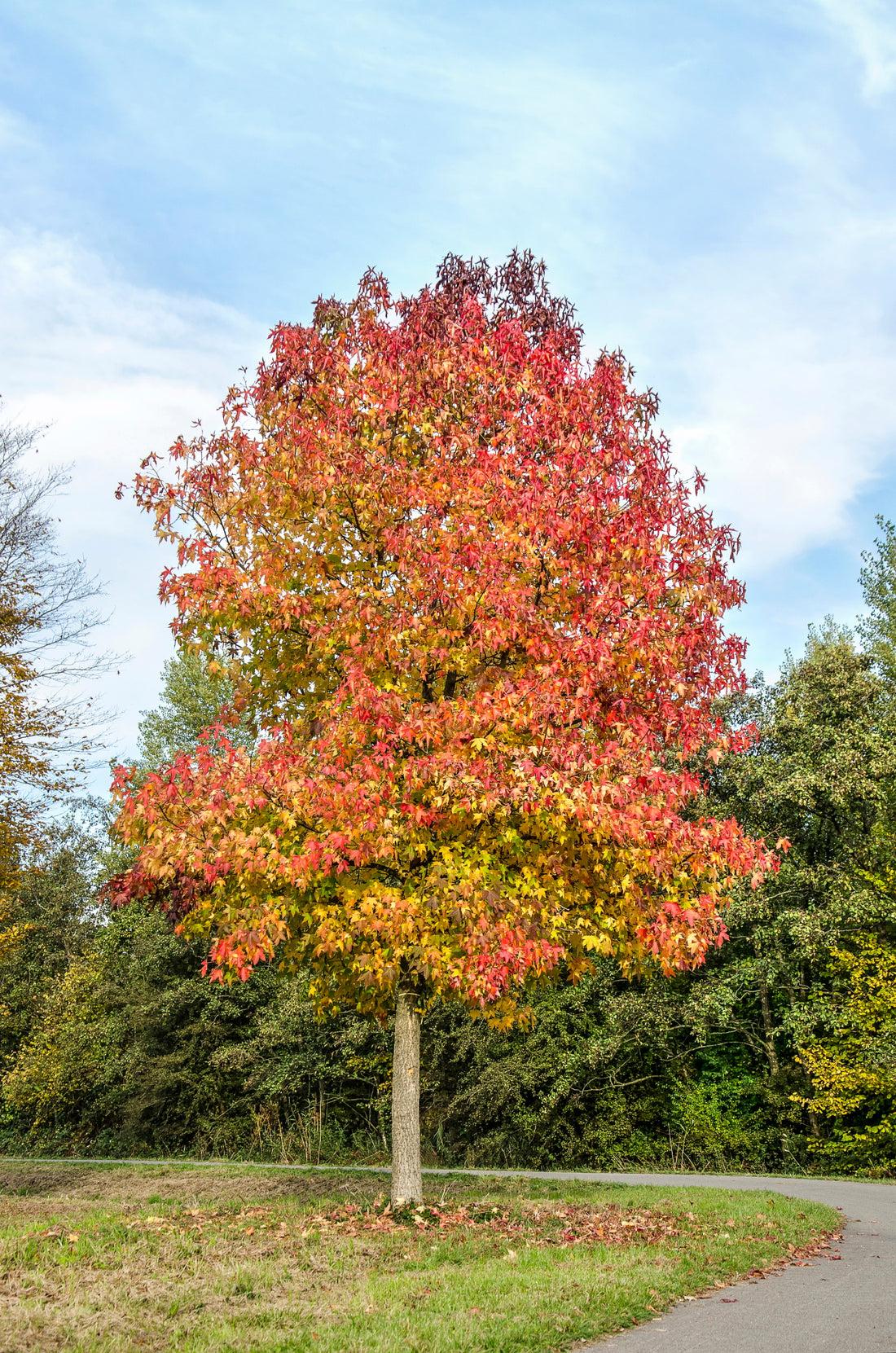 Liquidambar Styraciflua - View 4 from www redcrocus com