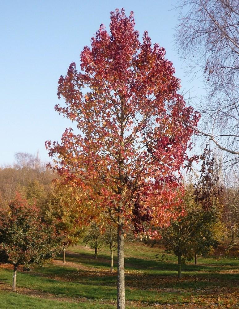 Liquidambar Styraciflua - View 5 from www redcrocus com