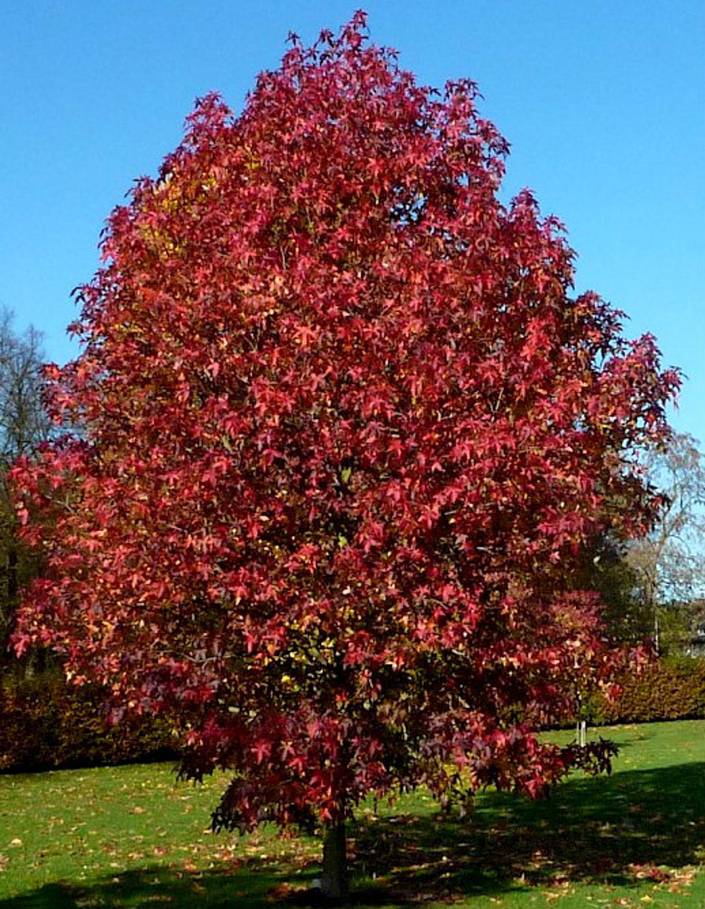 Liquidambar Styraciflua - View 6 from www redcrocus com
