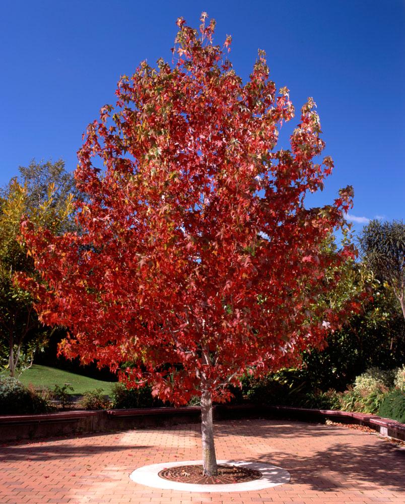Liquidambar Styraciflua - View 7 from www redcrocus com