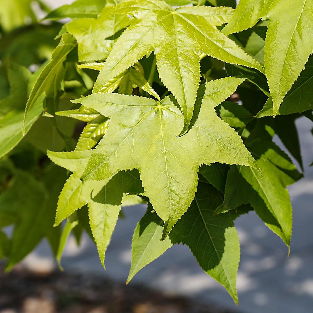 Liquidambar Styraciflua - View 9 from www redcrocus com