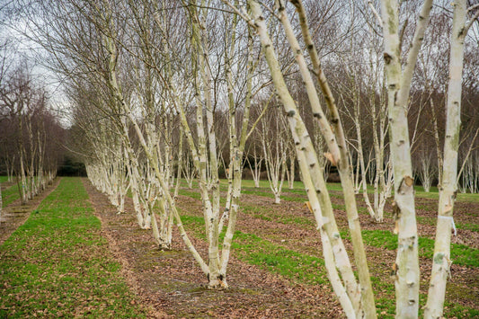 Betula Jacquemontii Multi Stem - View 1 from www redcrocus com
