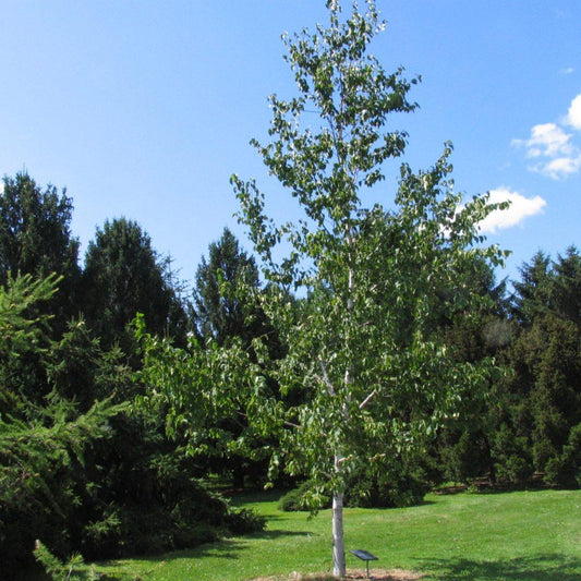 Betula Papyrifera Multi Stem - View 10 from www redcrocus com