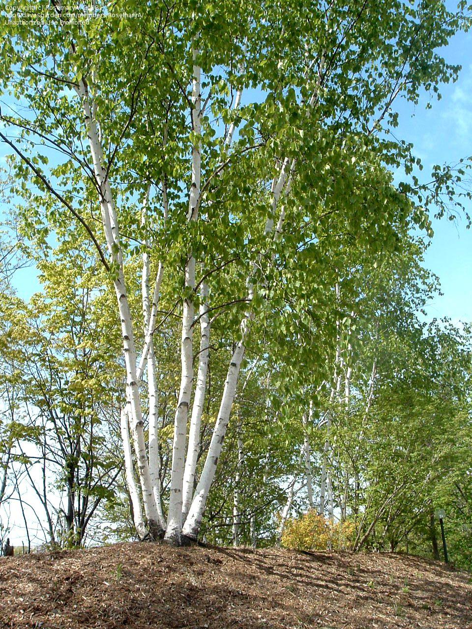 Betula Papyrifera Multi Stem - View 11 from www redcrocus com