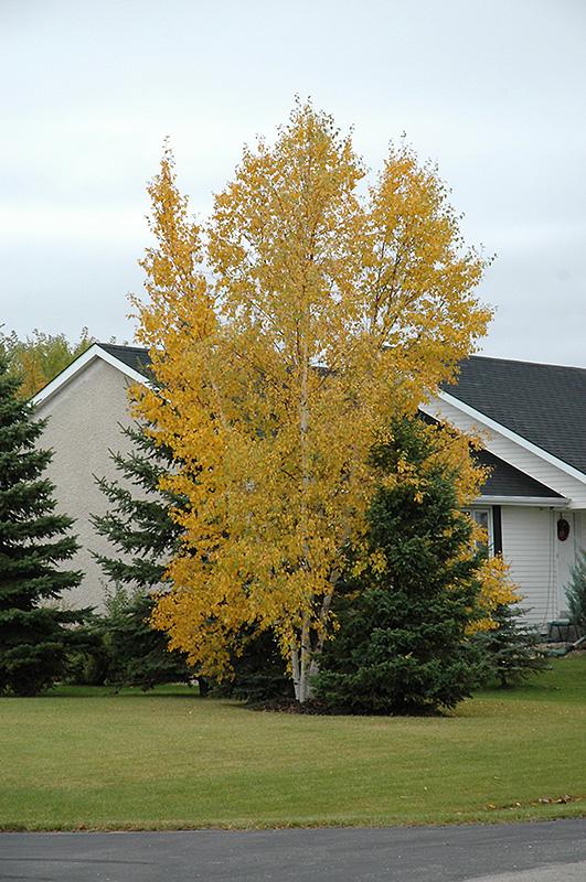 Betula Papyrifera Multi Stem - View 12 from www redcrocus com