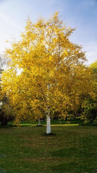 Betula Papyrifera Multi Stem - View 13 from www redcrocus com