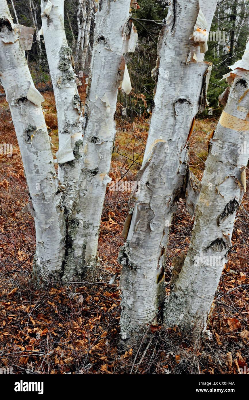 Betula Papyrifera Multi Stem - View 1 from www redcrocus com