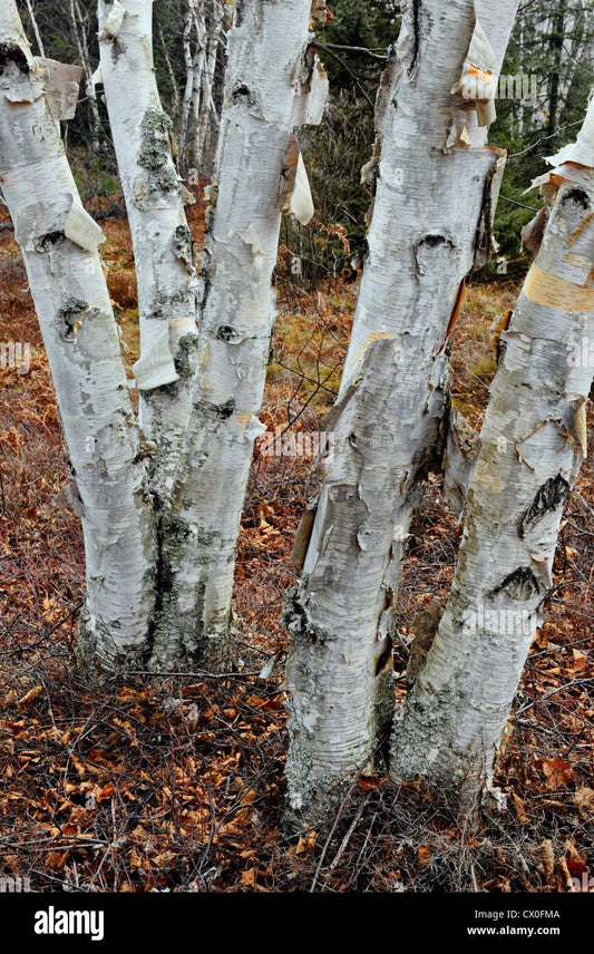 Betula Papyrifera Multi Stem - View 1 from www redcrocus com