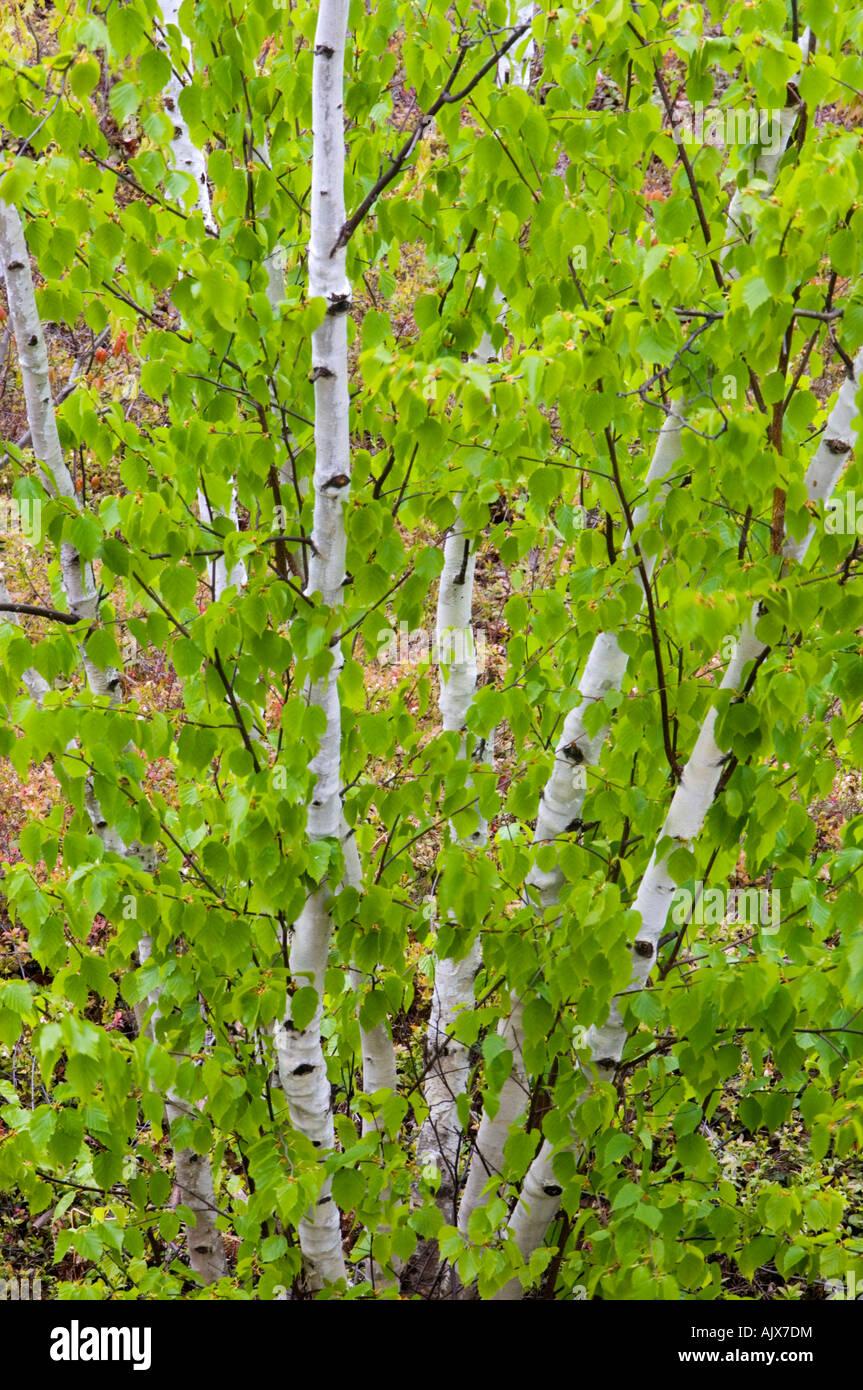 Betula Papyrifera Multi Stem - View 3 from www redcrocus com