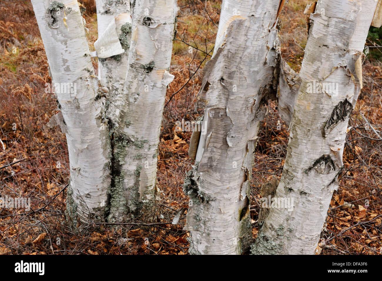 Betula Papyrifera Multi Stem - View 4 from www redcrocus com