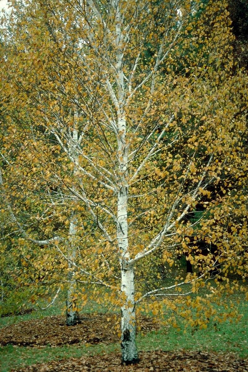 Betula Papyrifera Multi Stem - View 6 from www redcrocus com