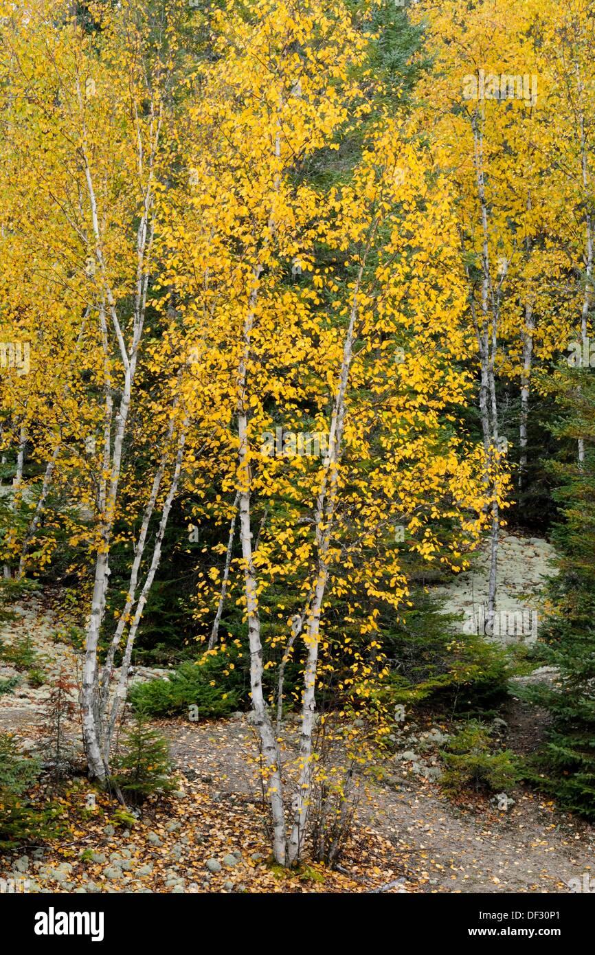 Betula Papyrifera Multi Stem - View 8 from www redcrocus com
