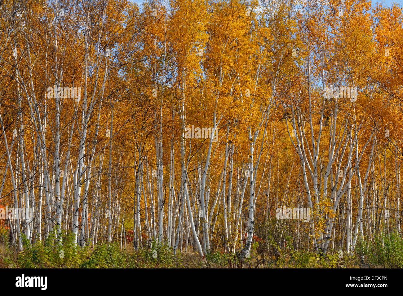 Betula Papyrifera Multi Stem - View 9 from www redcrocus com