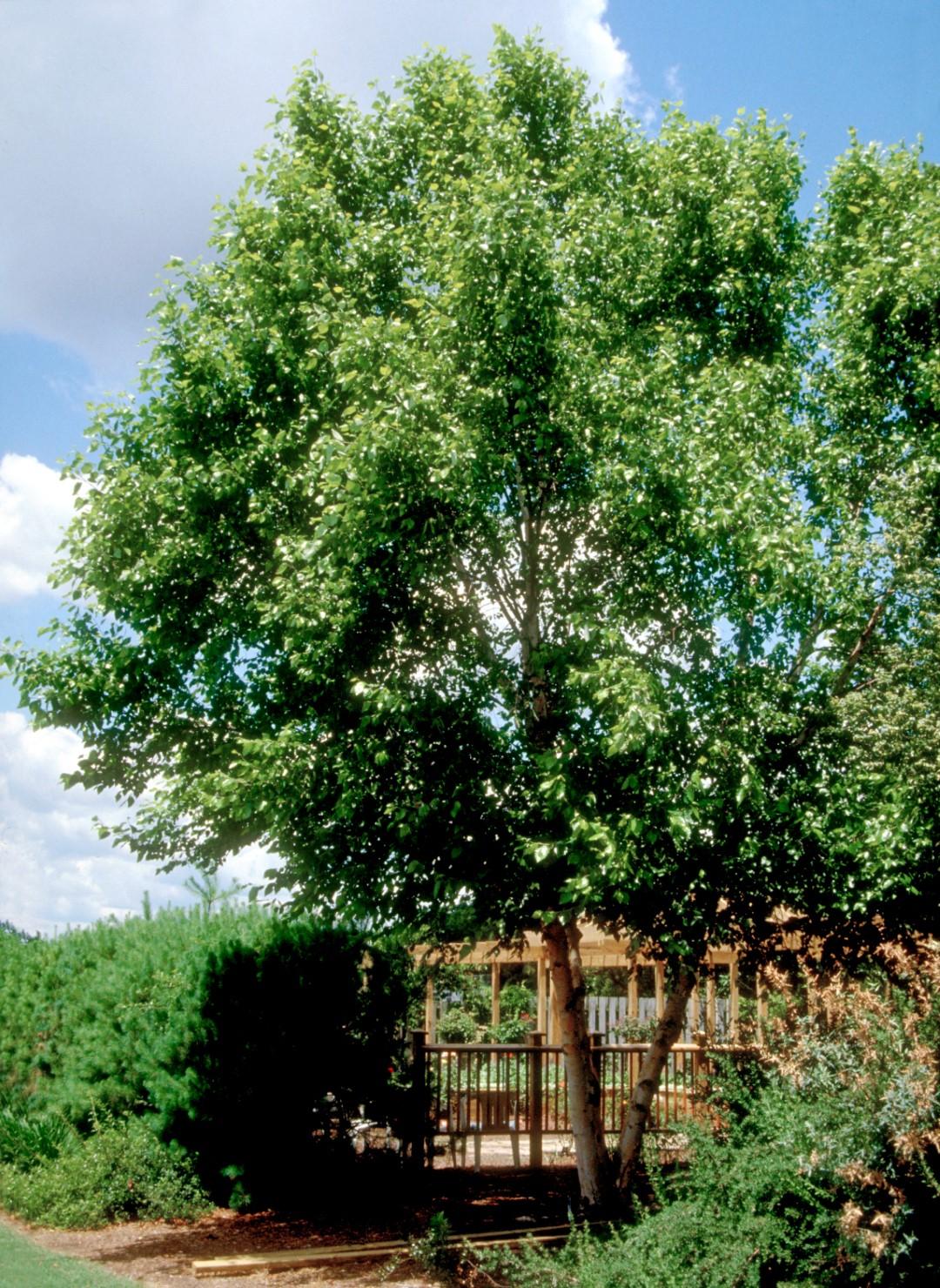 Betula Nigra Heritage Multi Stem - View 12 from www redcrocus com