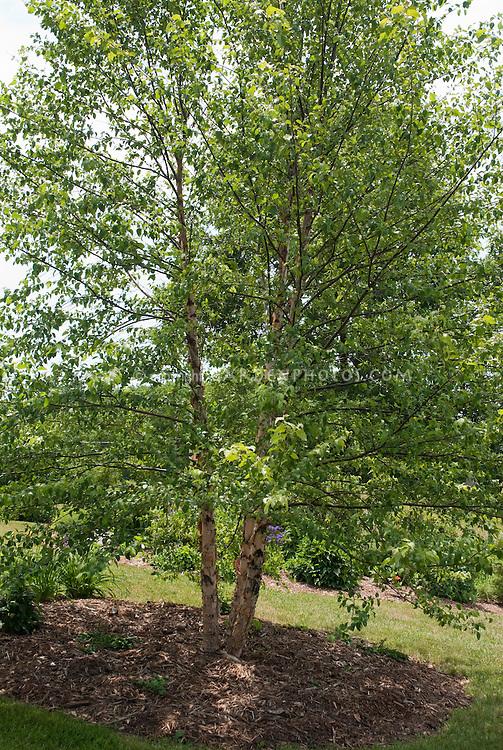 Betula Nigra Heritage Multi Stem - View 18 from www redcrocus com