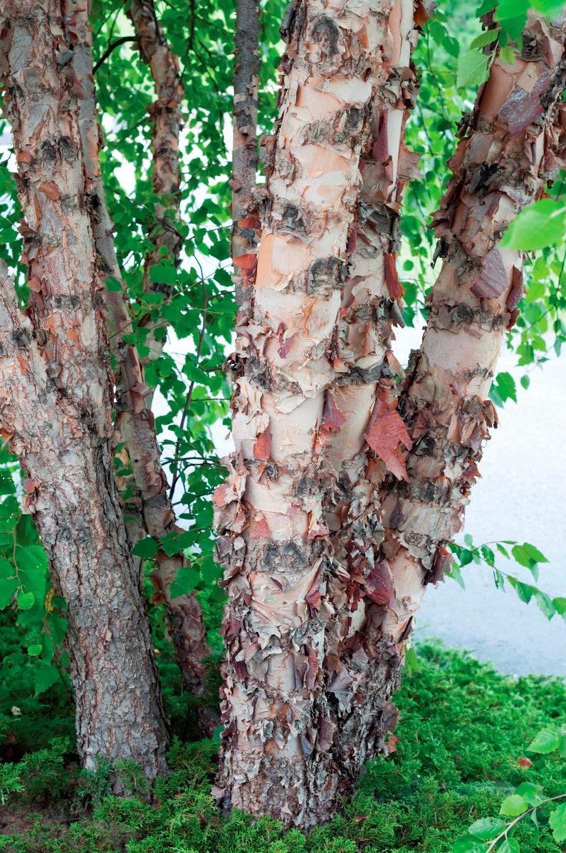 Betula Nigra Heritage Multi Stem - View 6 from www redcrocus com