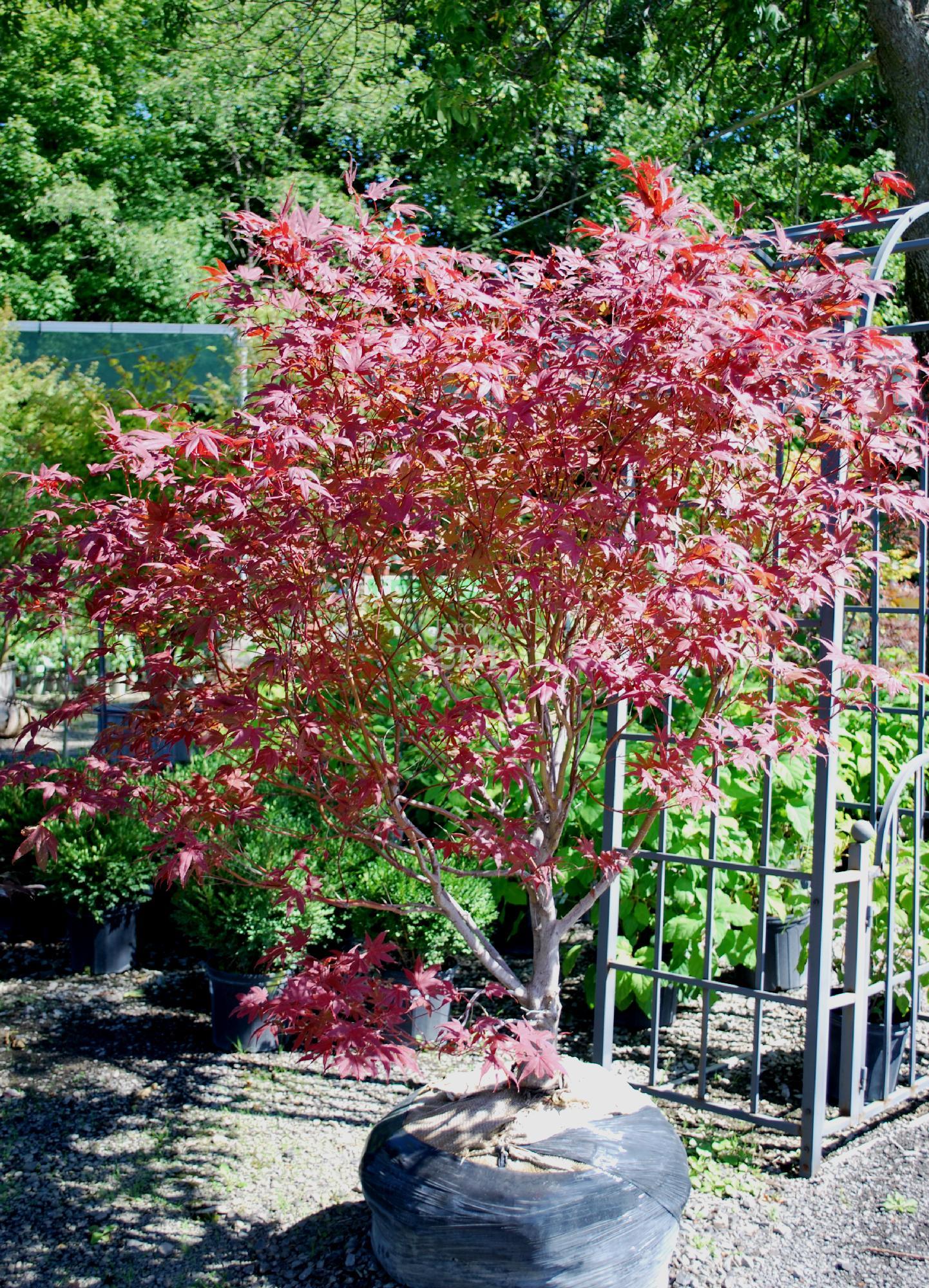 Acer Palmatum Bloodgood - View 12 from www redcrocus com