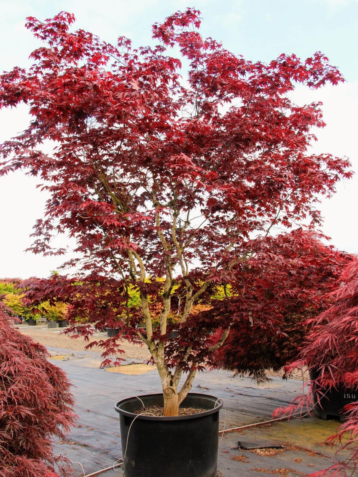 Acer Palmatum Bloodgood - View 3 from www redcrocus com