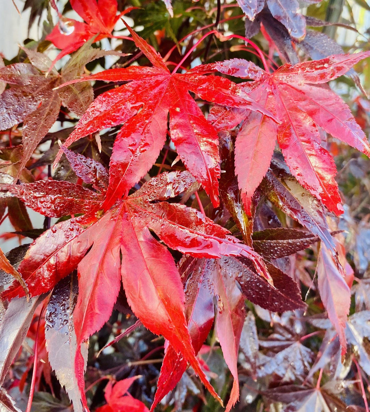 Acer Palmatum Bloodgood - View 4 from www redcrocus com