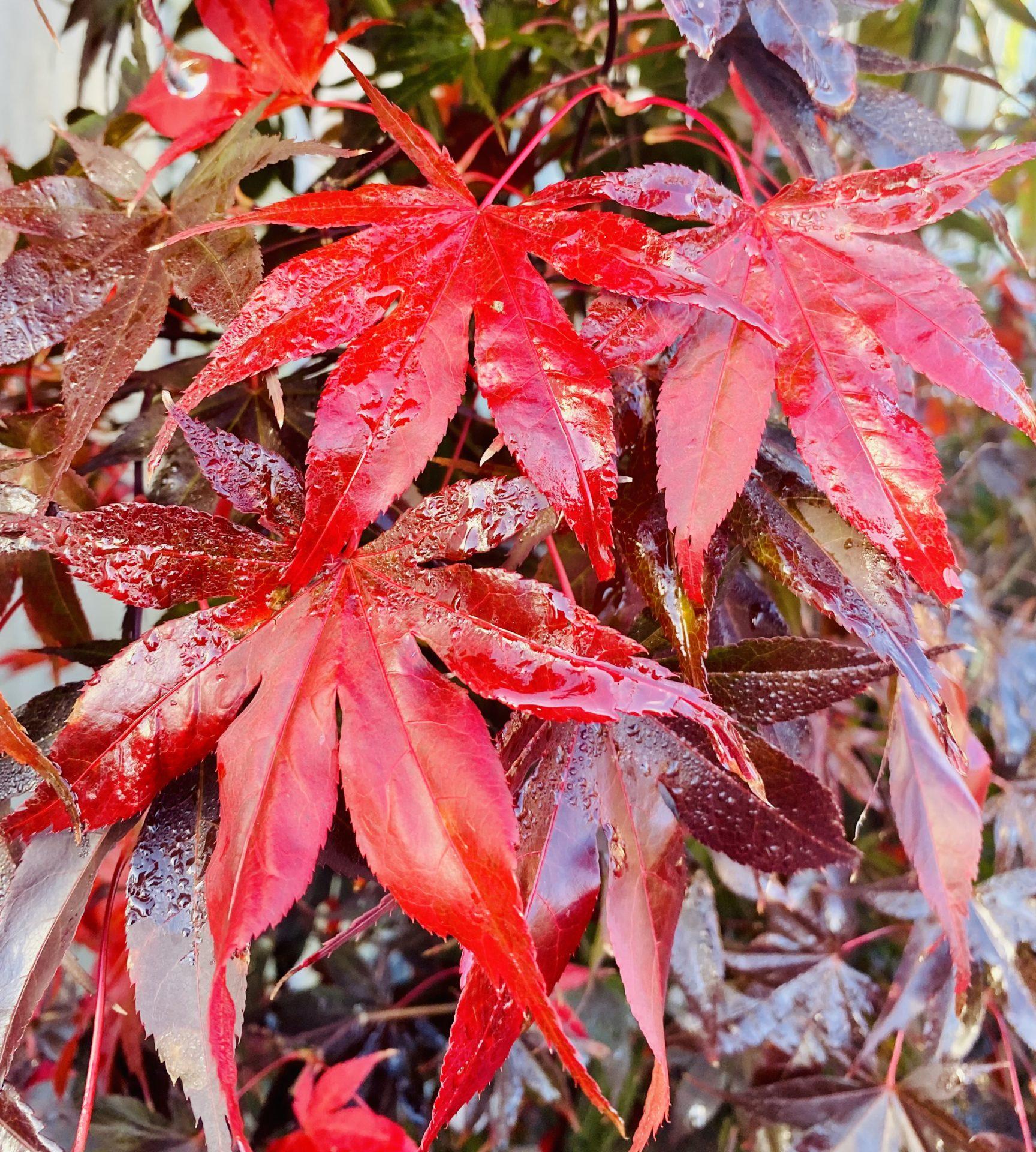 Acer Palmatum Bloodgood - View 4 from www redcrocus com