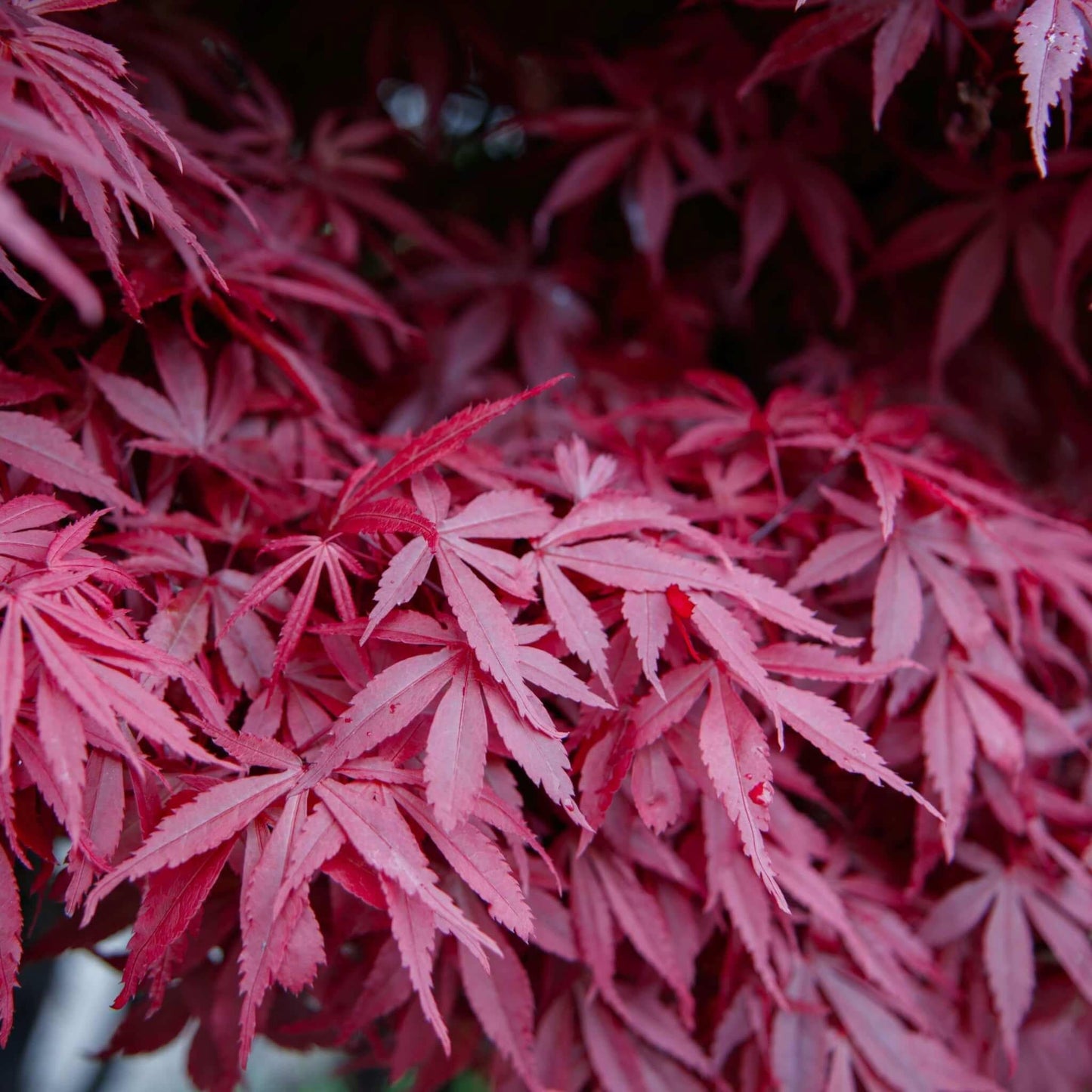 Acer Palmatum Bloodgood - View 6 from www redcrocus com