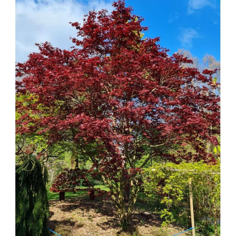 Acer Palmatum Bloodgood - View 7 from www redcrocus com