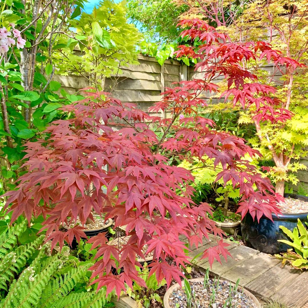 Acer Palmatum Bloodgood - View 8 from www redcrocus com