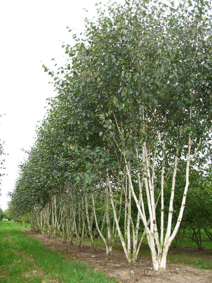 Betula Jacquemontii Multi Stem - View 13 from www redcrocus com