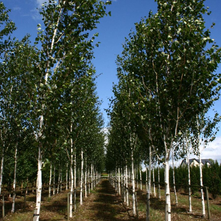 Betula Jacquemontii Multi Stem - View 15 from www redcrocus com