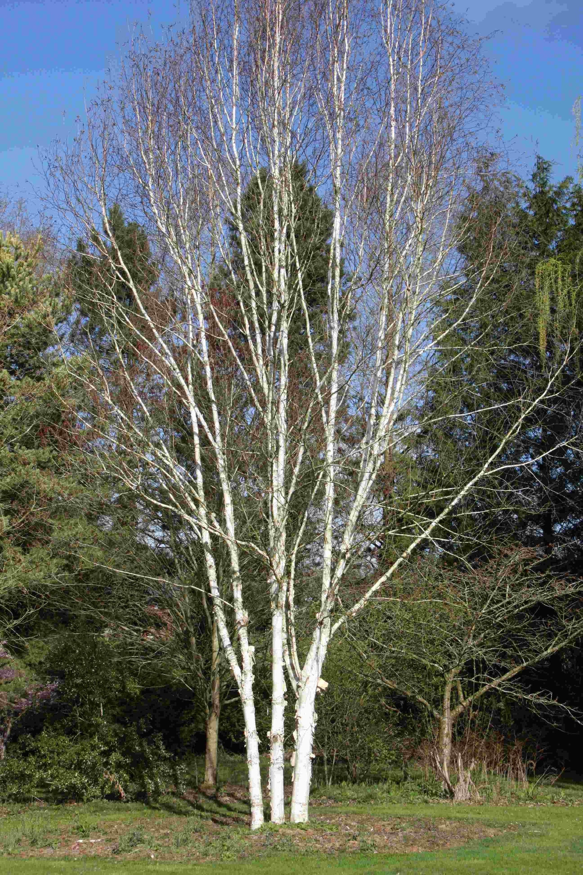 Betula Jacquemontii Multi Stem - View 17 from www redcrocus com