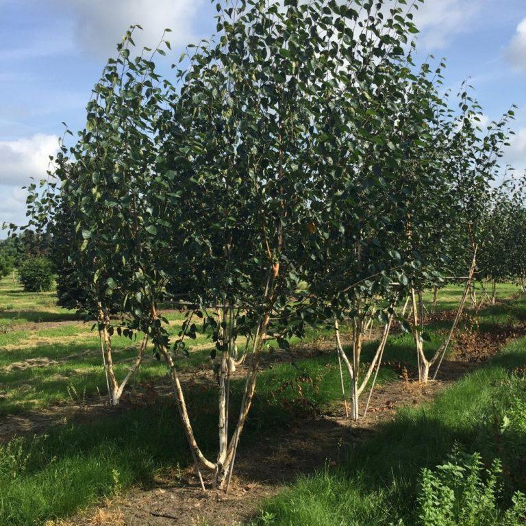Betula Jacquemontii Multi Stem - View 19 from www redcrocus com