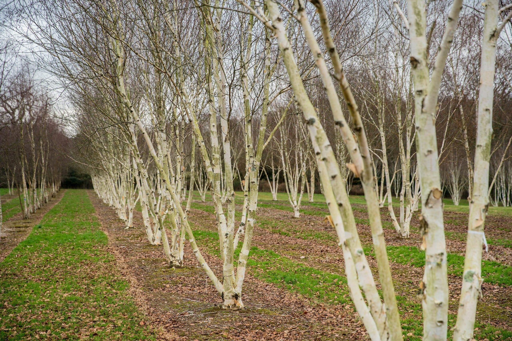 Betula Jacquemontii Multi Stem - View 1 from www redcrocus com