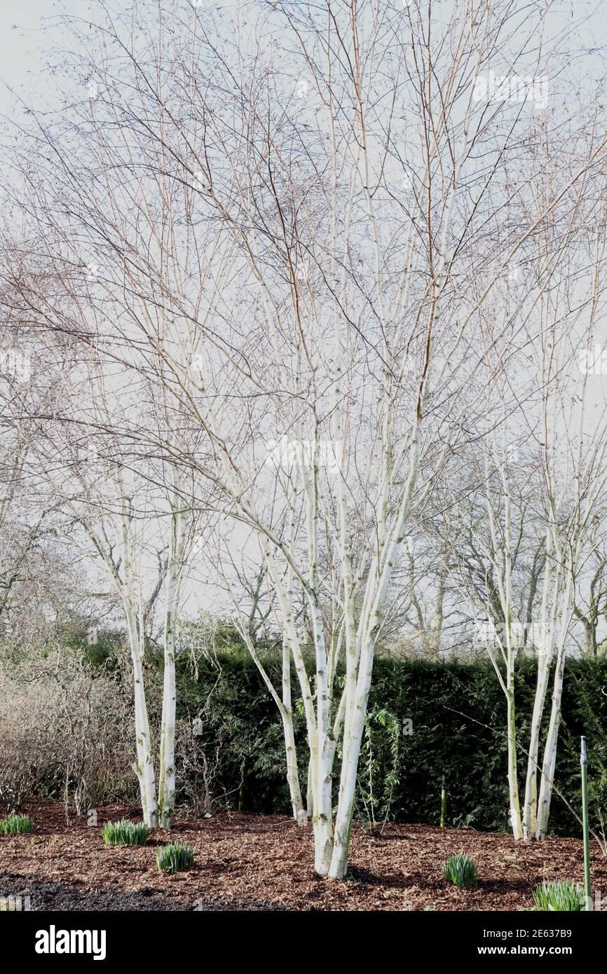 Betula Jacquemontii Multi Stem - View 2 from www redcrocus com