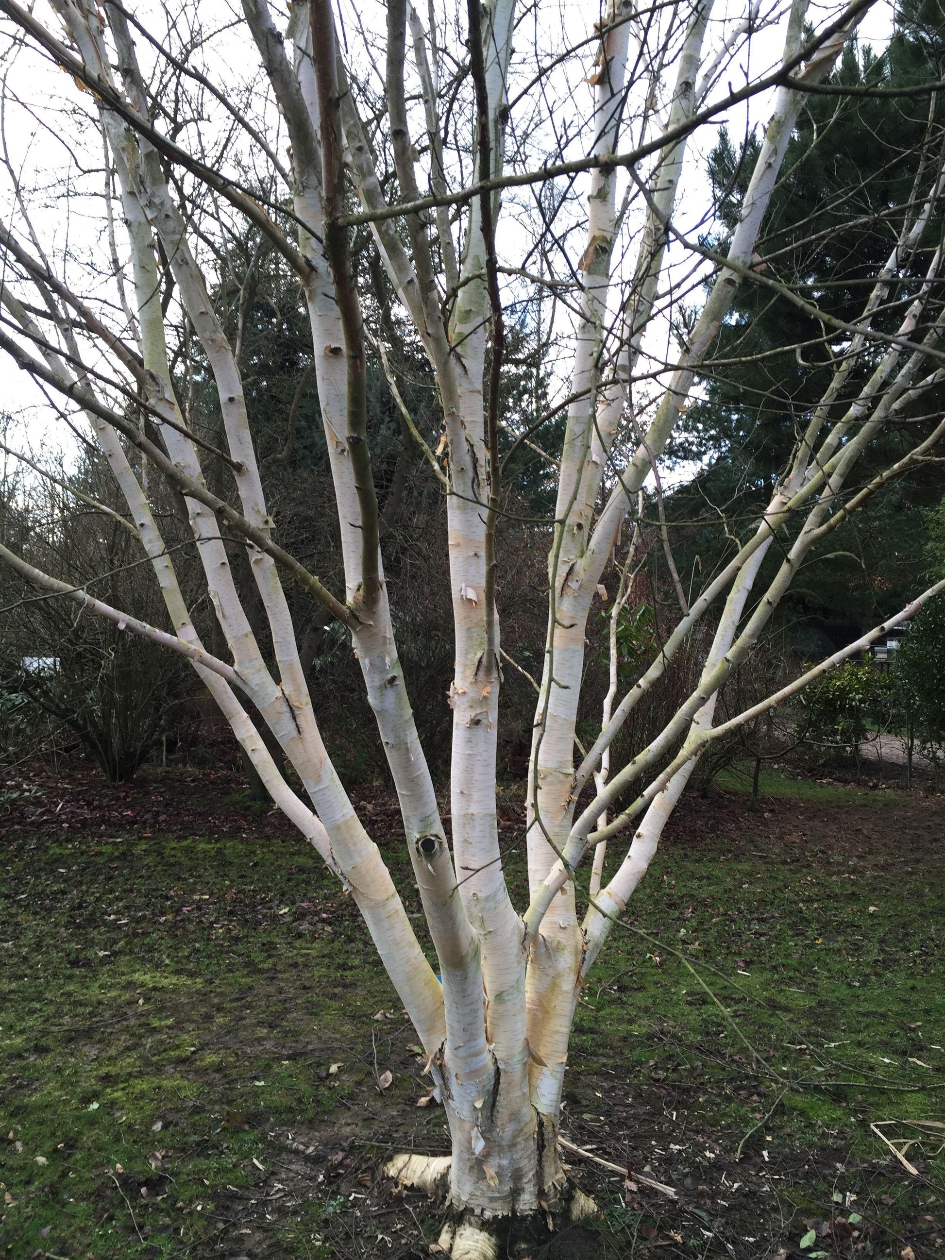Betula Jacquemontii Multi Stem - View 7 from www redcrocus com