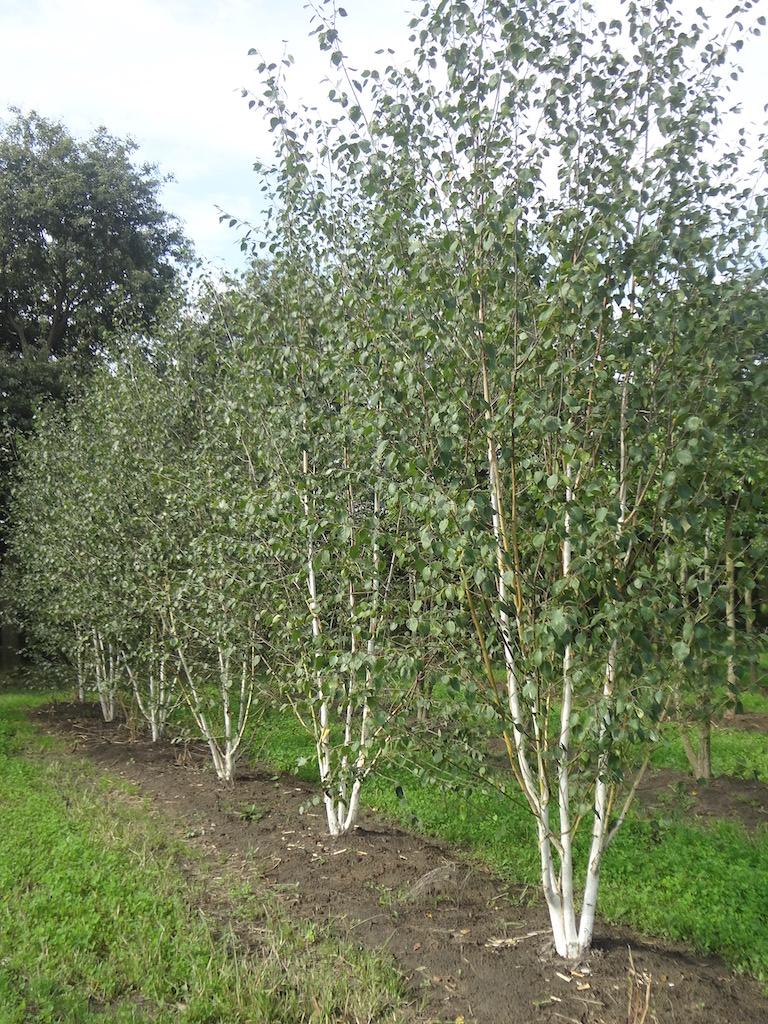 Betula Jacquemontii Multi Stem - View 9 from www redcrocus com