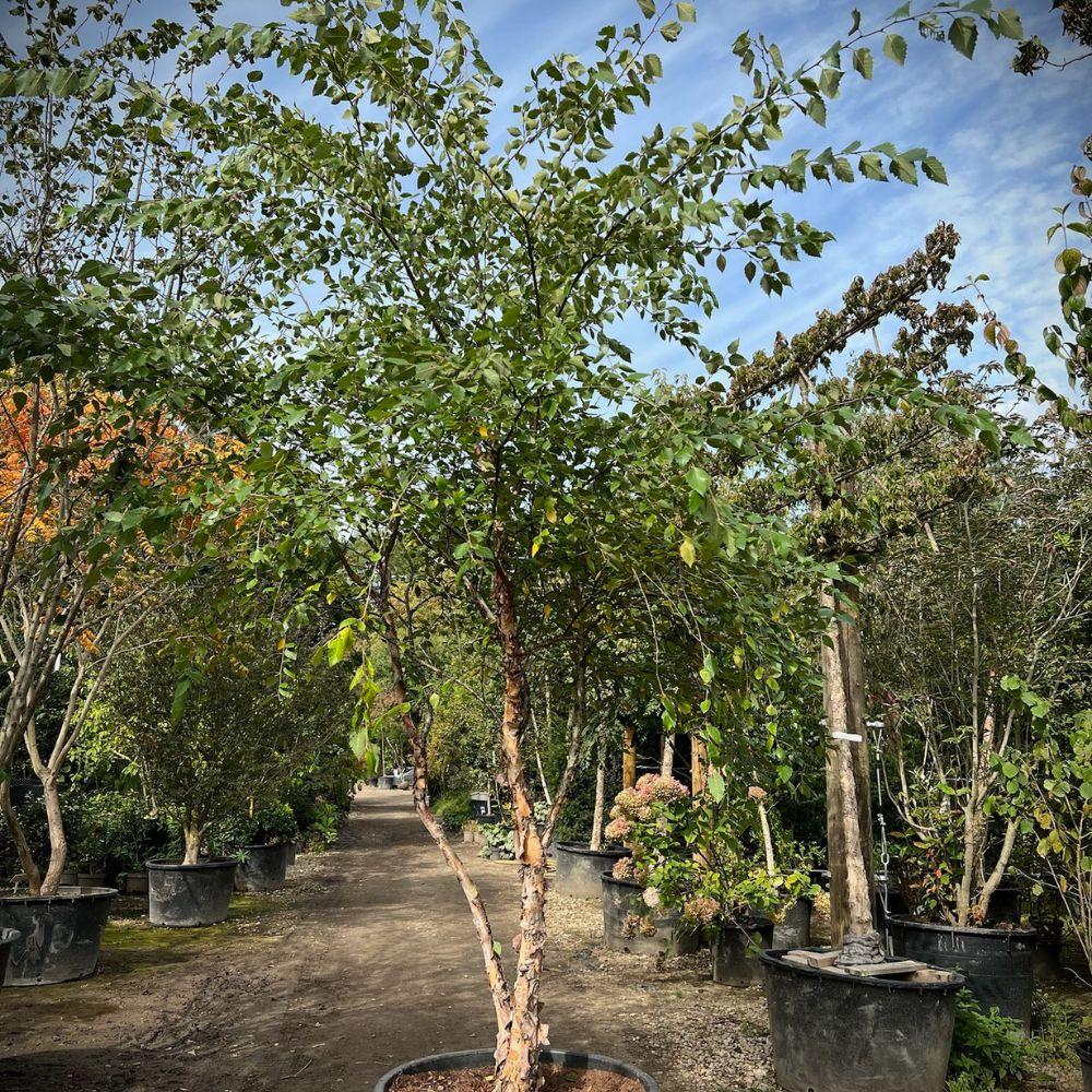 Betula Nigra Heritage Multi Stem - View 14 from www redcrocus com