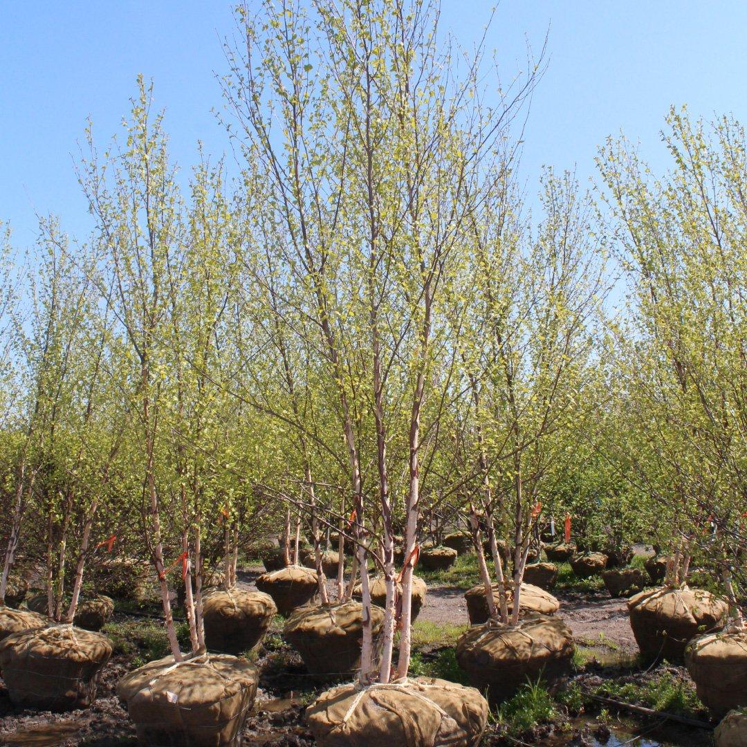 Betula Nigra Heritage Multi Stem - View 15 from www redcrocus com
