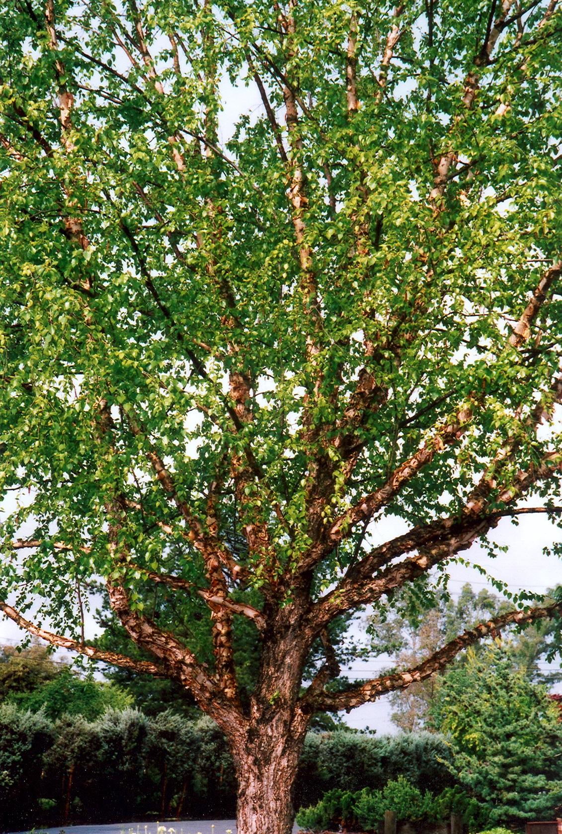 Betula Nigra Heritage Multi Stem - View 1 from www redcrocus com