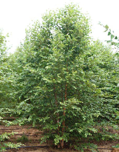 Betula Nigra Heritage Multi Stem - View 5 from www redcrocus com