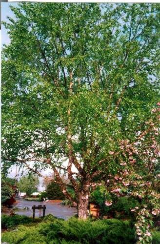 Betula Nigra Heritage Multi Stem - View 8 from www redcrocus com
