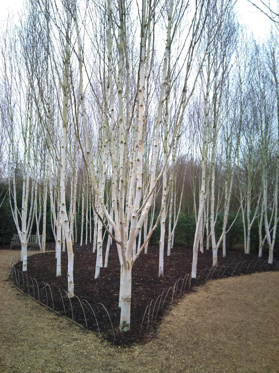 Betula Populifolia Whitespire Multi Stem - View 12 from www redcrocus com