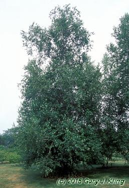 Betula Populifolia Whitespire Multi Stem - View 19 from www redcrocus com