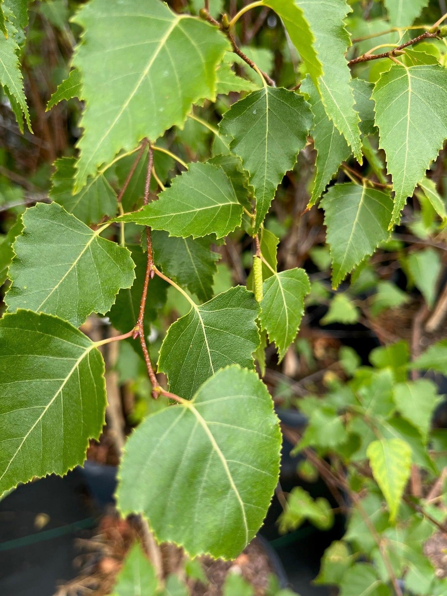 Betula Populifolia Whitespire Multi Stem - View 1 from www redcrocus com