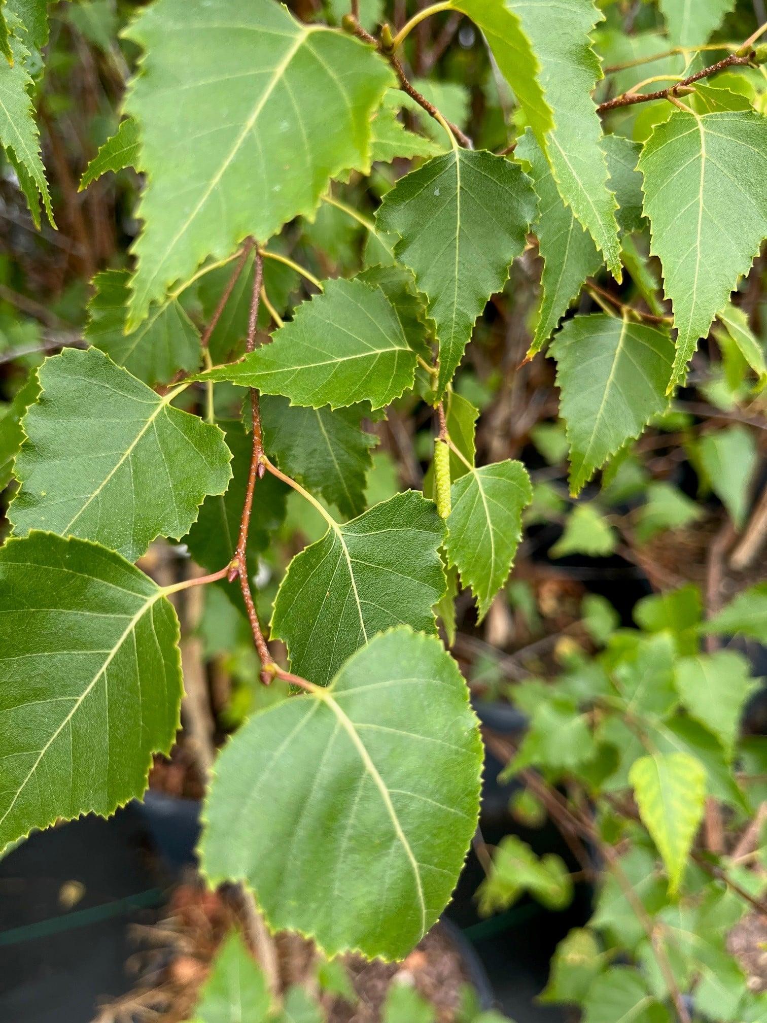 Betula Populifolia Whitespire Multi Stem - View 1 from www redcrocus com