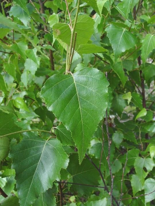 Betula Populifolia Whitespire Multi Stem - View 20 from www redcrocus com